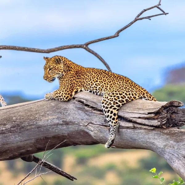 Serengeti National Park cheetah