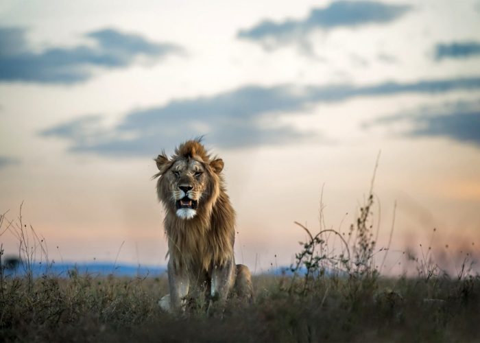 Grumeti Game Reserve lion