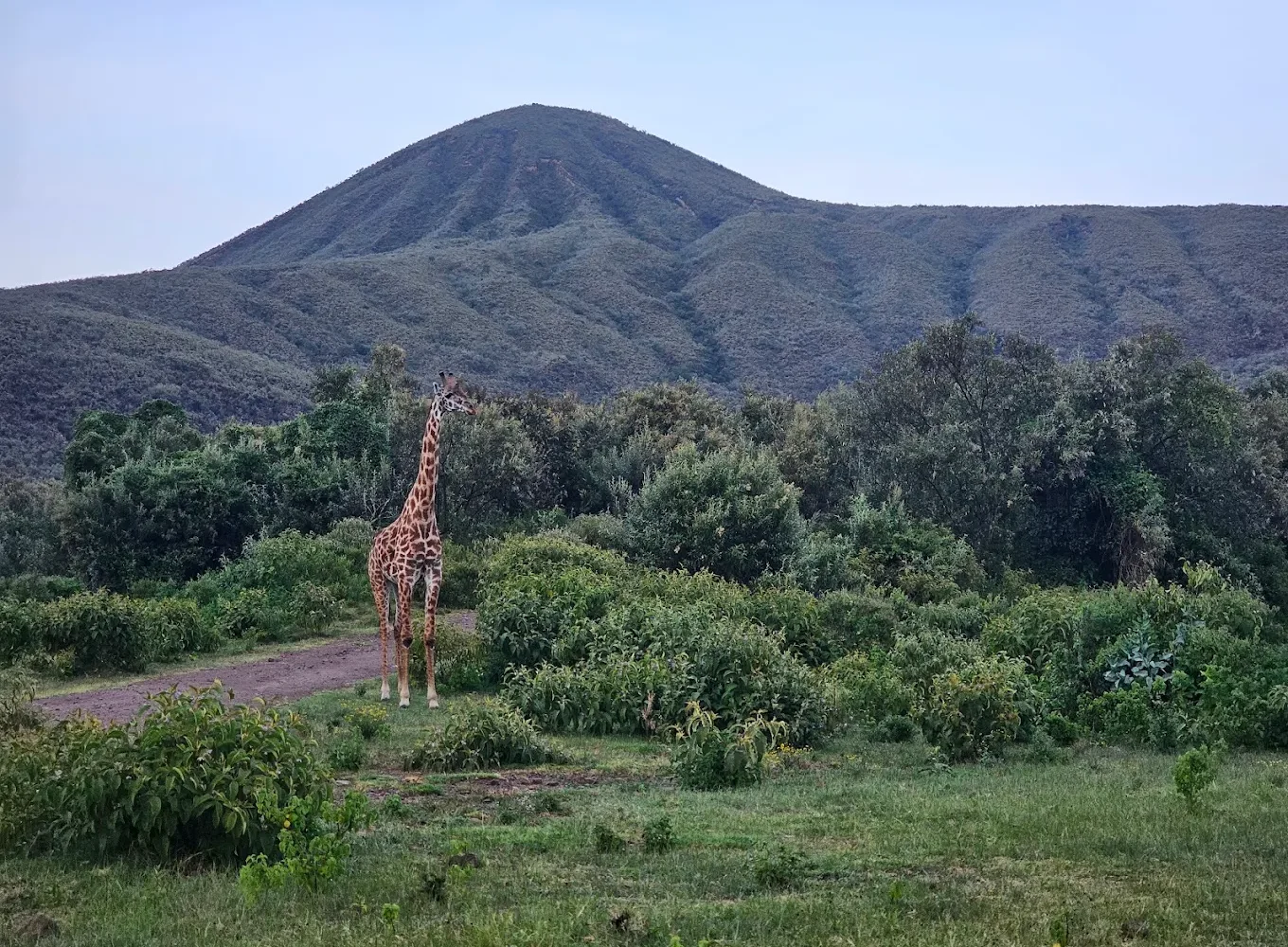 Hells Gate National Park giraffe