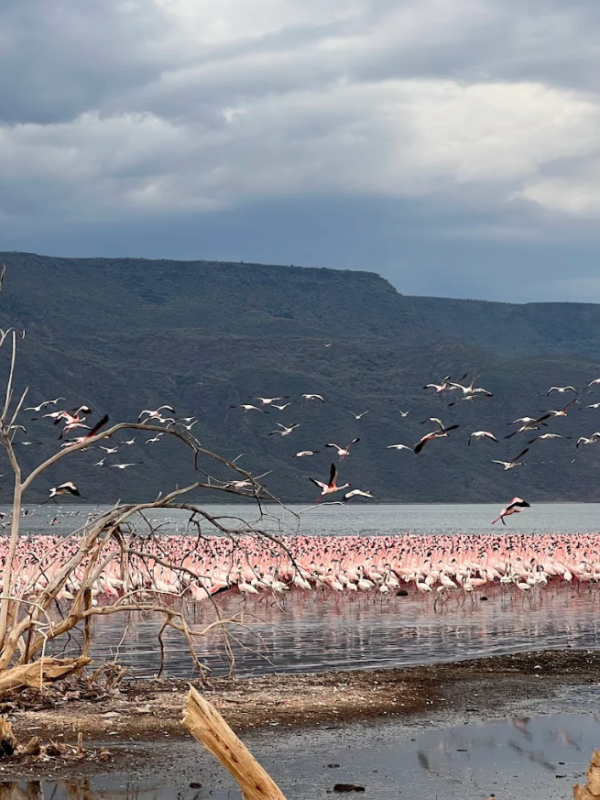 Lake Bogoria National Reserve kenya