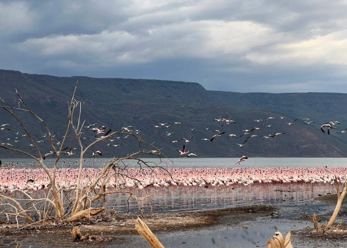 Lake Bogoria National Reserve kenya