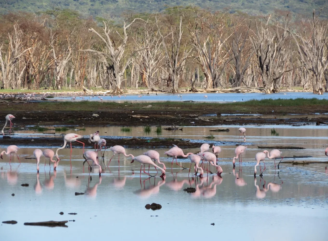 Lake Nakuru National Park in Nakuru