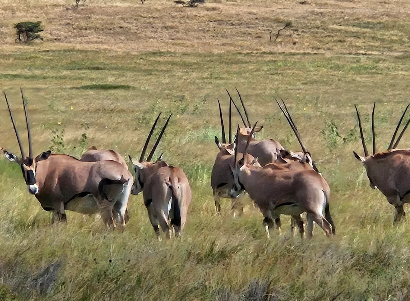 Lewa Wildlife Conservancy gazelle