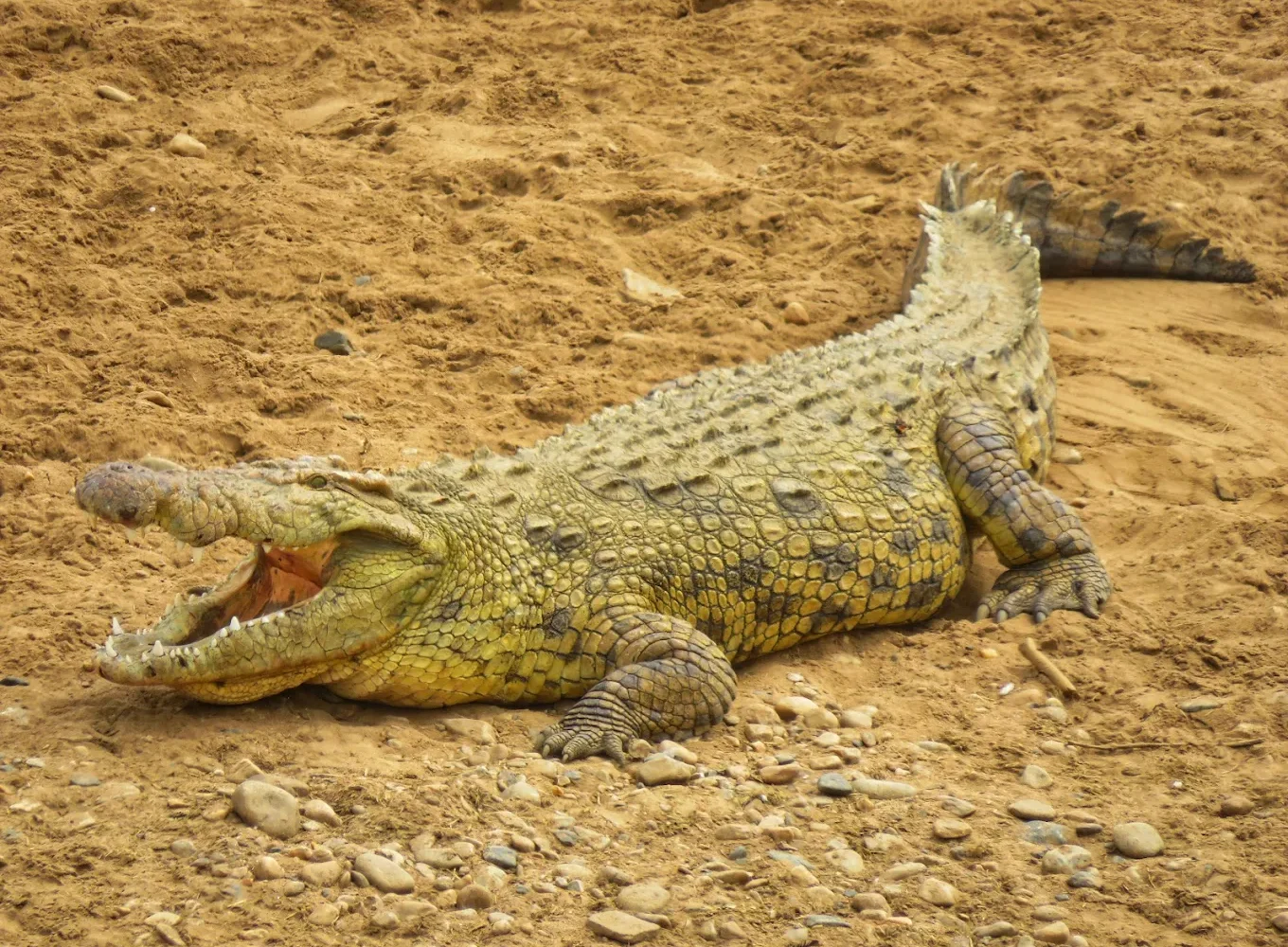 Maasai Mara National Reserve crocodile
