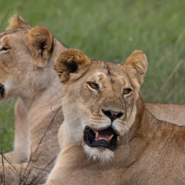 Maasai Mara National Reserve lionness