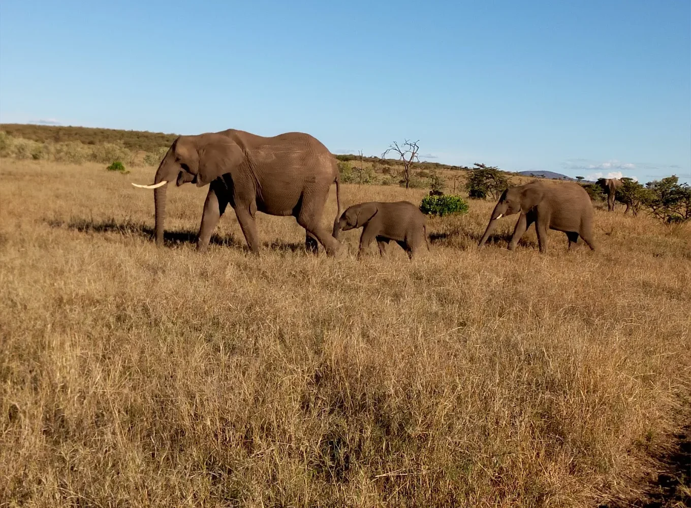 Naboisho Conservancy elephants