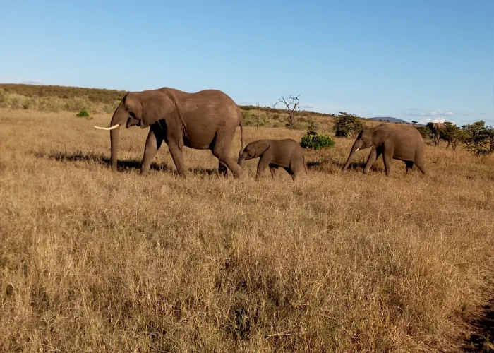 Naboisho Conservancy elephants