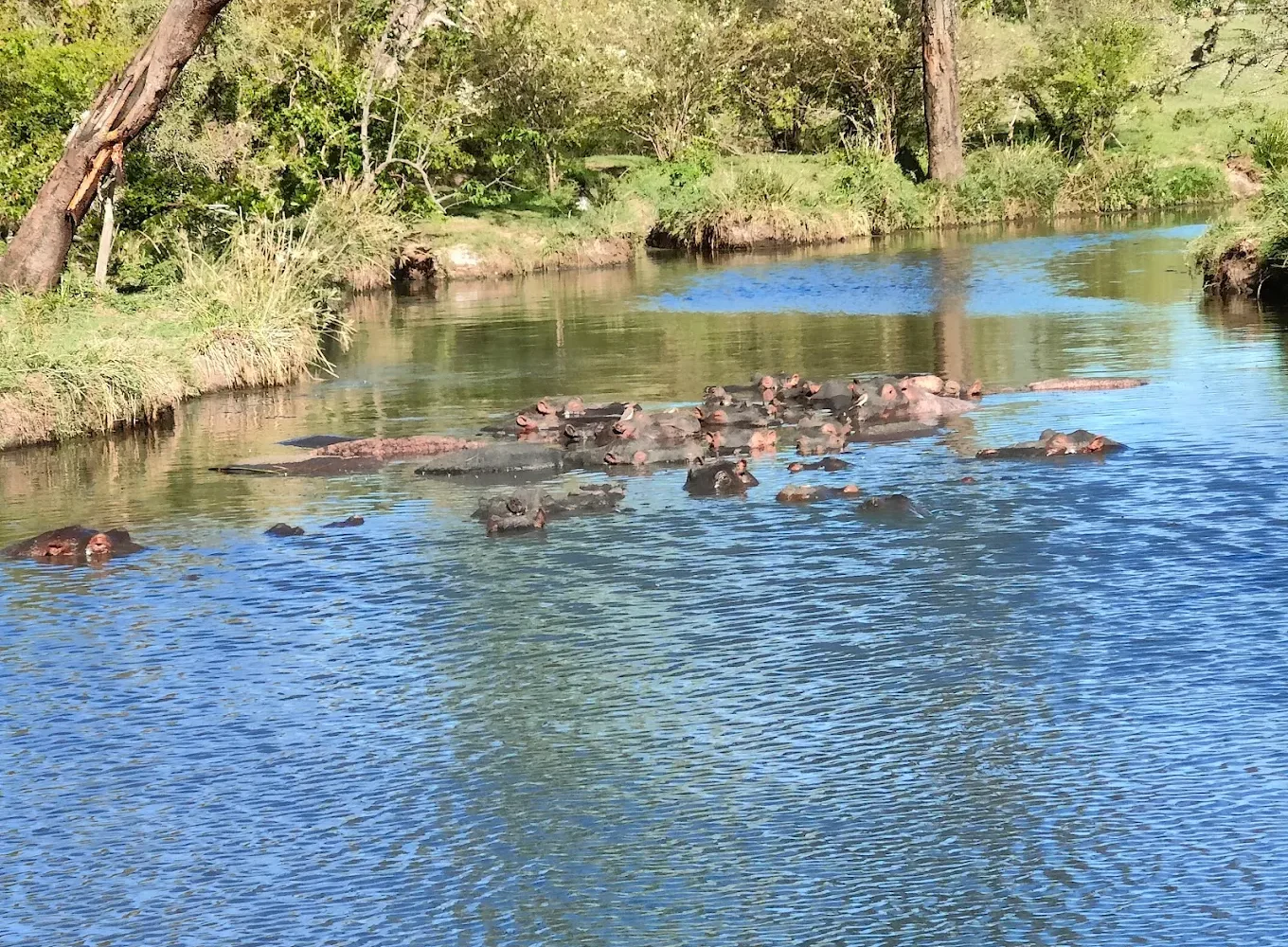 Naboisho Conservancy hippos