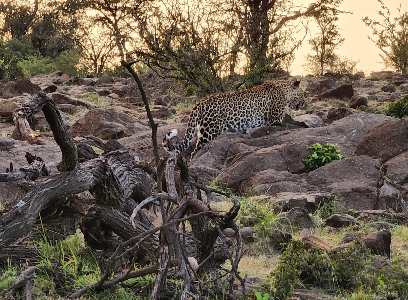 Naboisho Conservancy leopard