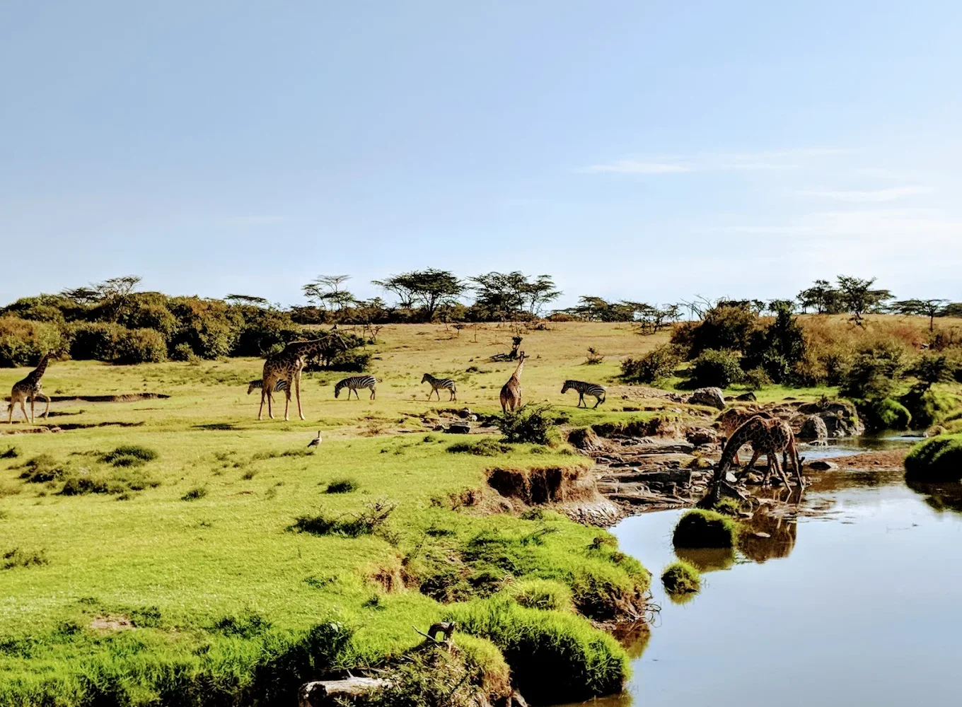 Naboisho Conservancy zebras