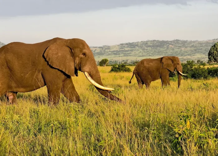 Queen Elizabeth National Park elephants