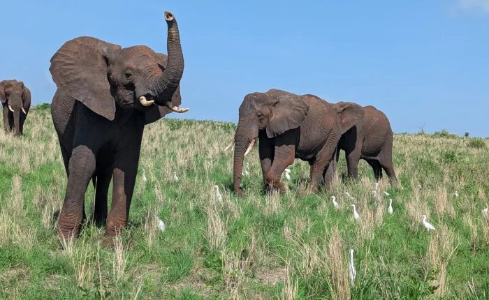 Tarangire National Park elephant