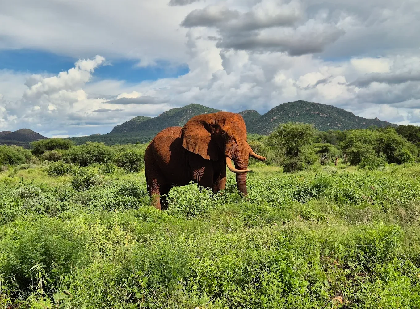 Tsavo West National Park elepahnts