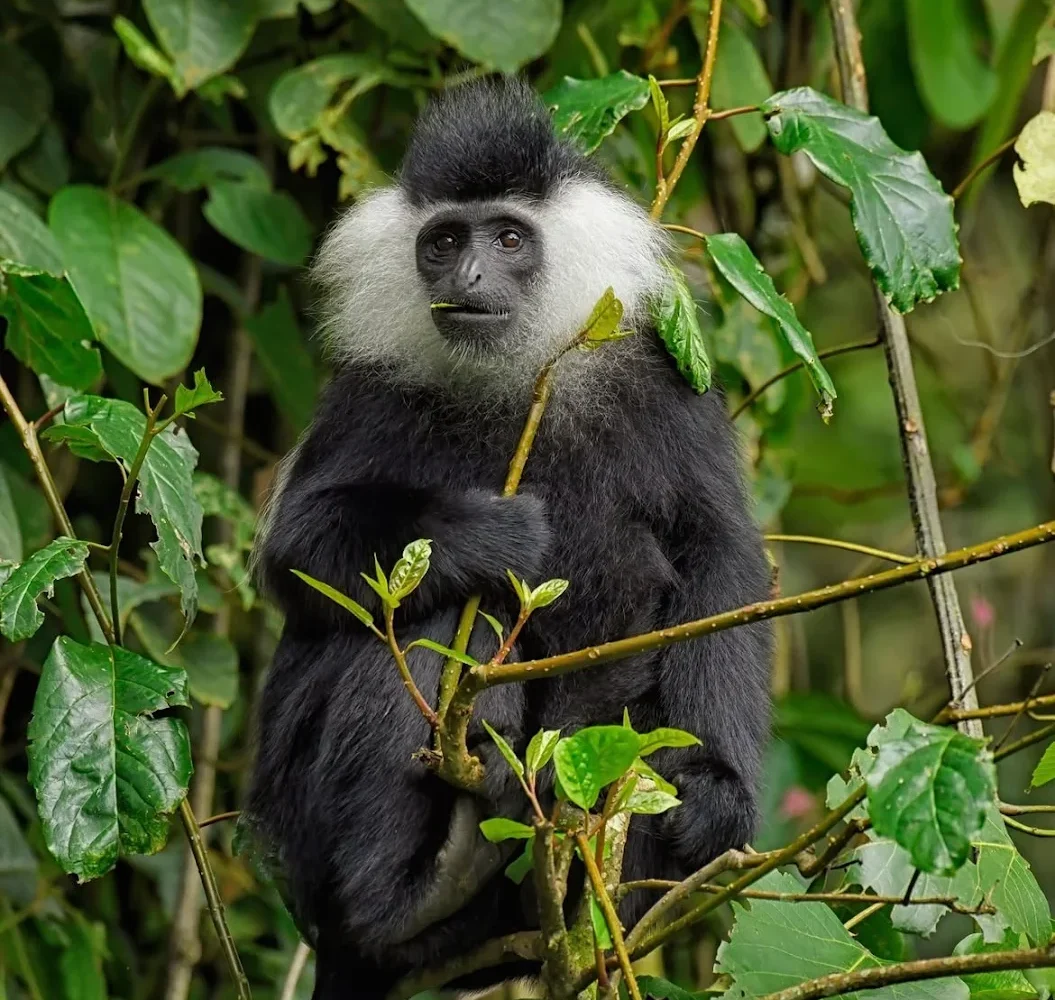 Tsavo West National Park forest
