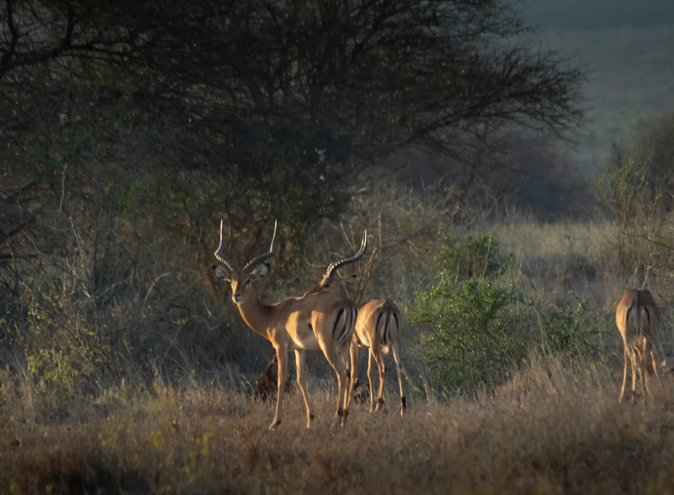Tsavo West National Park gazelle