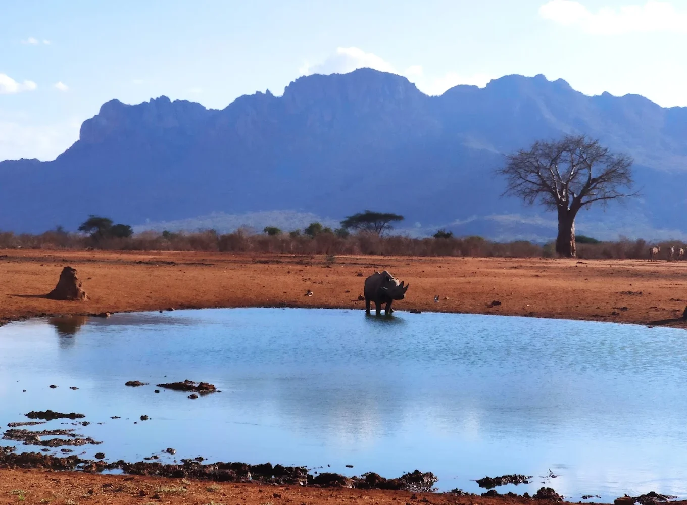Tsavo West National Park rhino